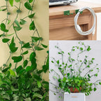 (50Pcs) Self-Adhesive Plant Climbing Clips