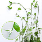 50Pcs- Self-Adhesive Plant Wall Clips- [White]