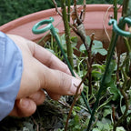 Plant Support Stand (10 Pcs)