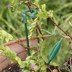 Plant Support Stand (10 Pcs)